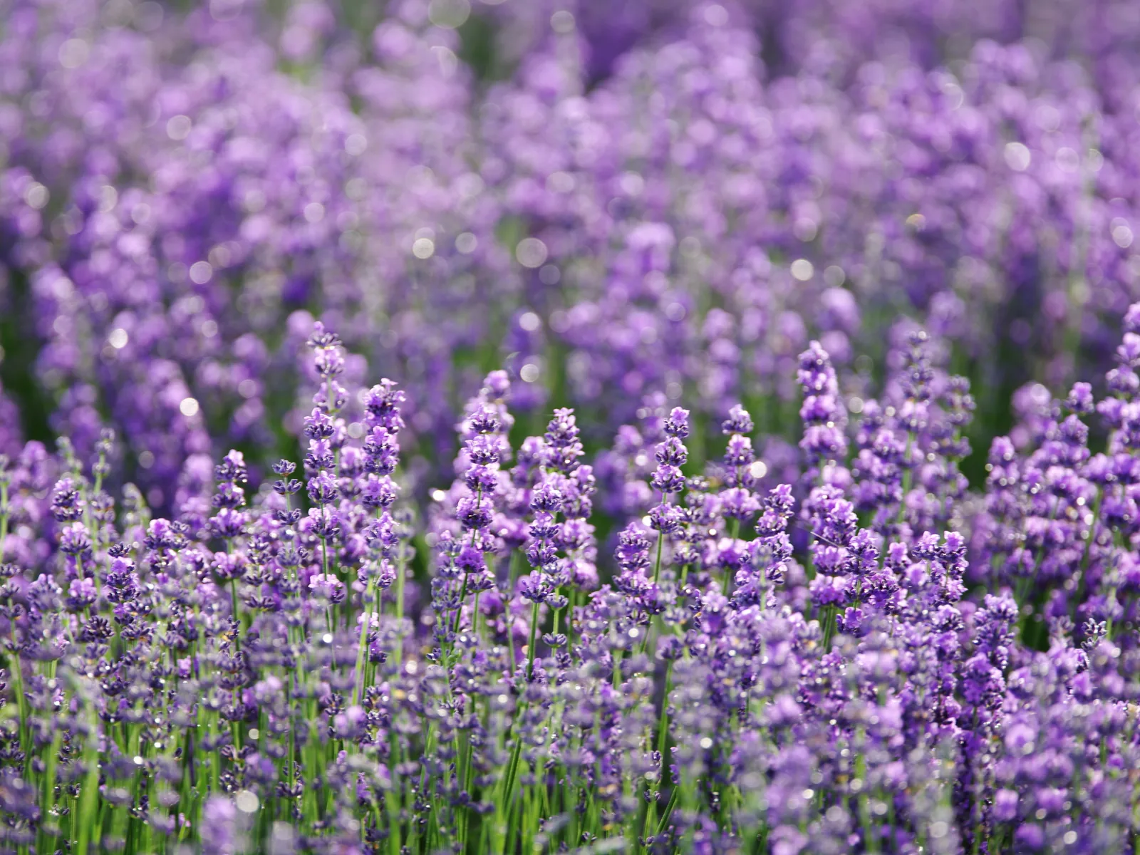 Referência visual para Lavanda e Cedro
