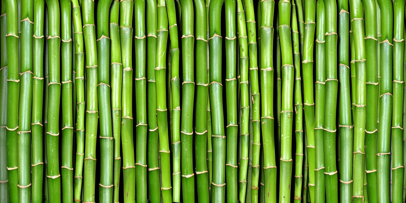 Referência visual para Bambu e Verbena